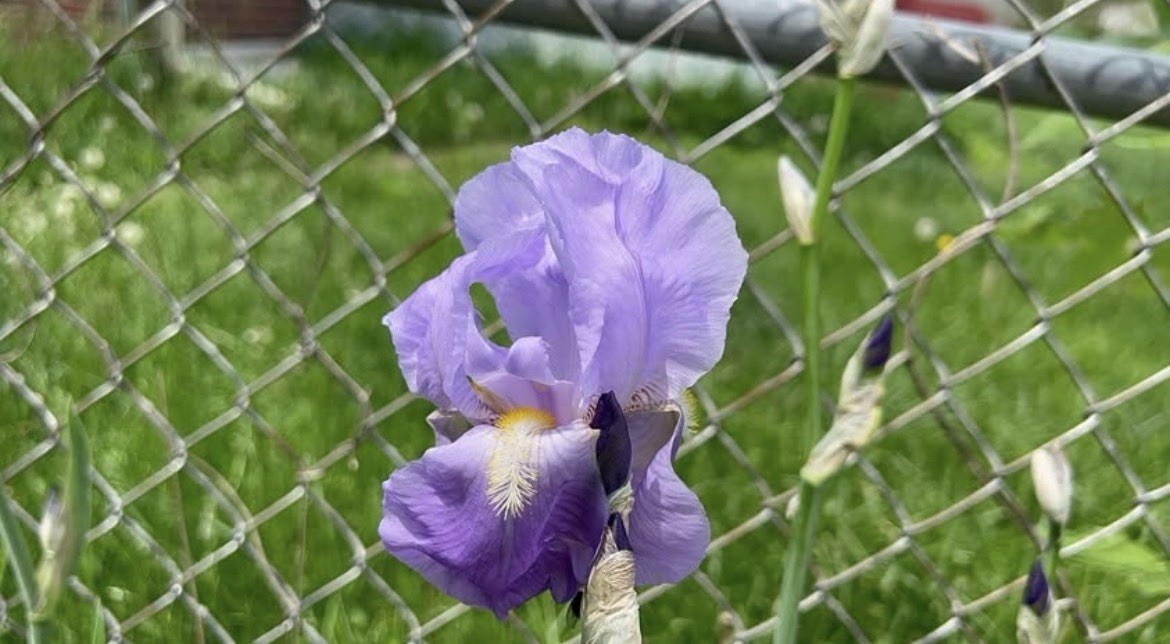 40 Purple Bearded Iris Rhizomes , Freshly Dug 40 Purple Bearded Iris Rhizomes , Freshly Dug