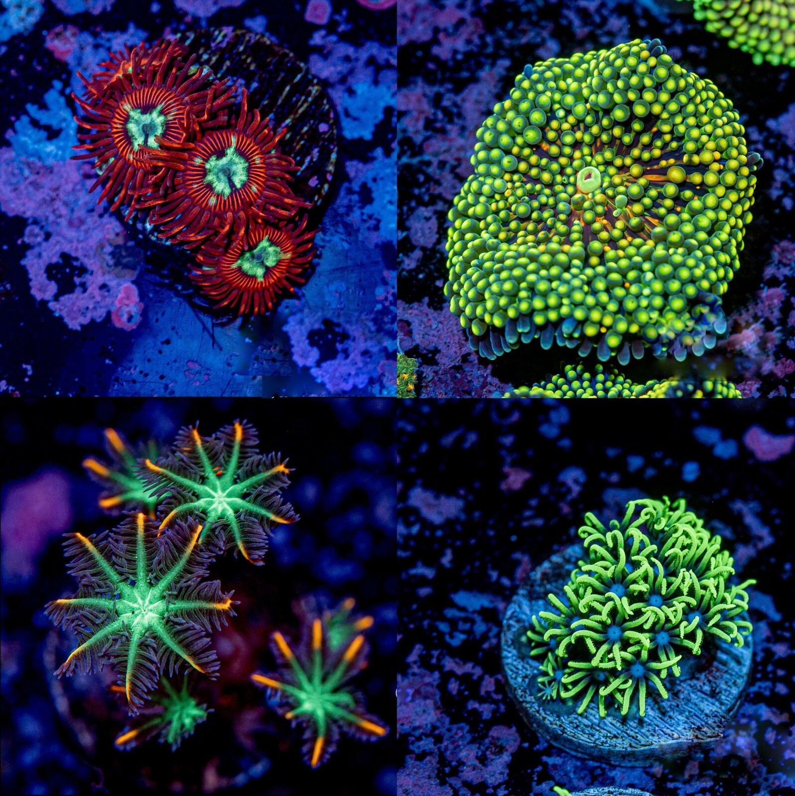 Beginner Soft Coral Starter Pack – 4 Live Frags – Ricordea, Zoas, GSP, Clove Beginner Soft Coral Starter Pack – 4 Live Frags – Ricordea, Zoas, GSP, Clove