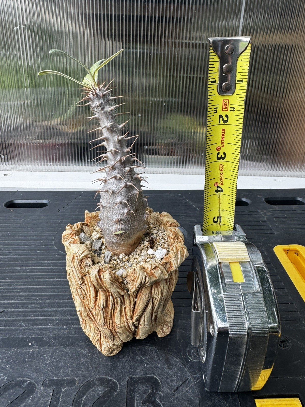Pachypodium cactipes Caudex Collector Specimen WYSIWYG with Pot Pachypodium cactipes Caudex Collector Specimen WYSIWYG with Pot