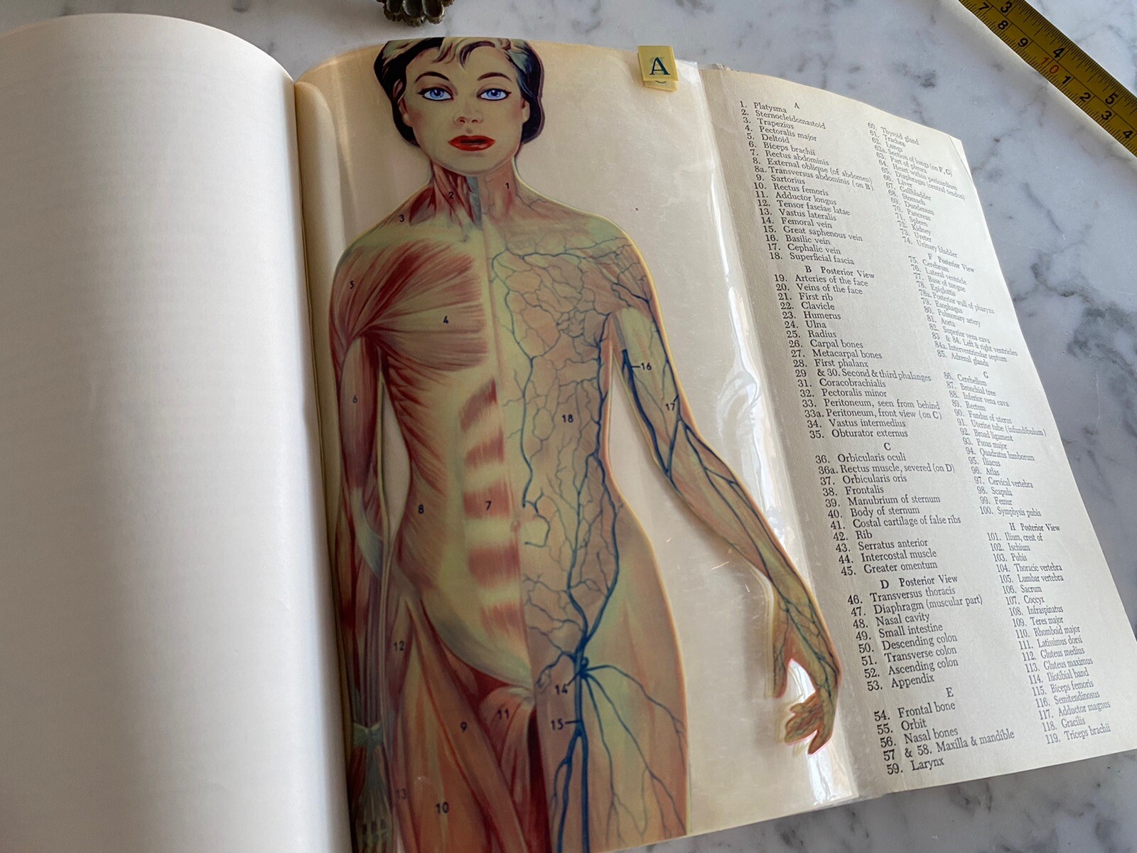 Vintage Medical Book: Simplified Nursing 7th Margaret LeBaron Videograf 1960