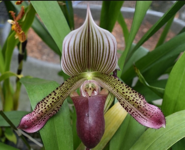 Paphiopedilum Hsinying Alien, In  spike/bud 2.5\