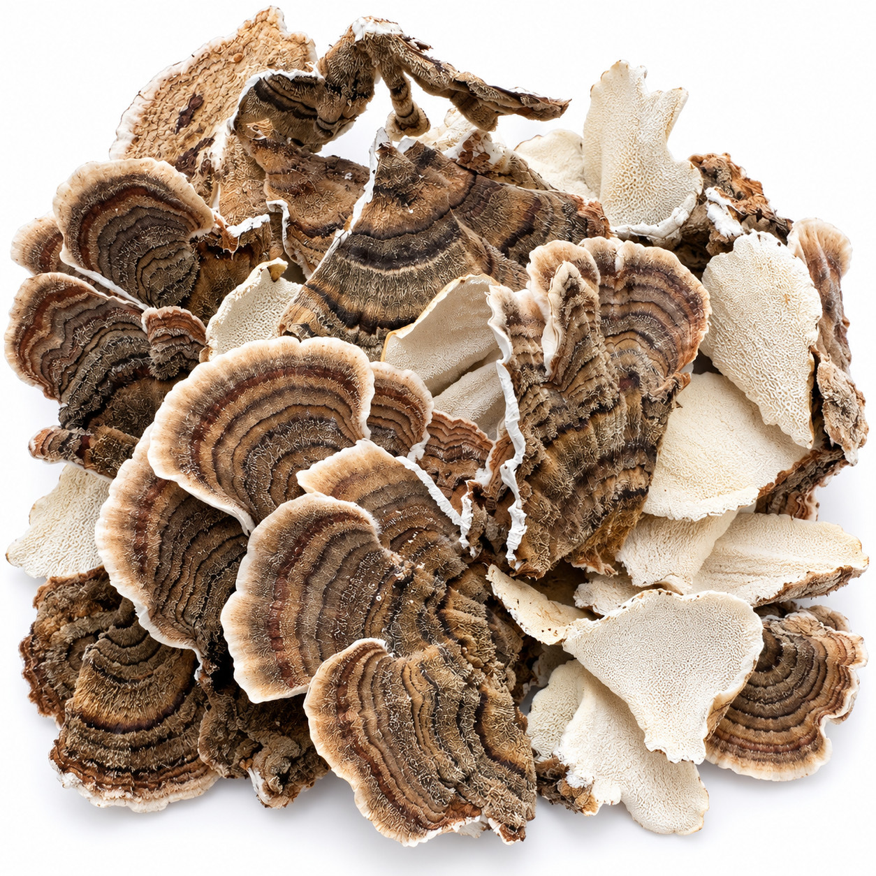 Turkey Tail Mushroom Trametes Versicolor Dried Natural 500g Wildcrafted Herb