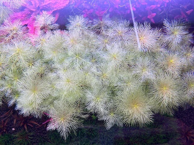 3 Stems myriophyllum mattogrossense Golden Live aquarium plant Free S/H Rare