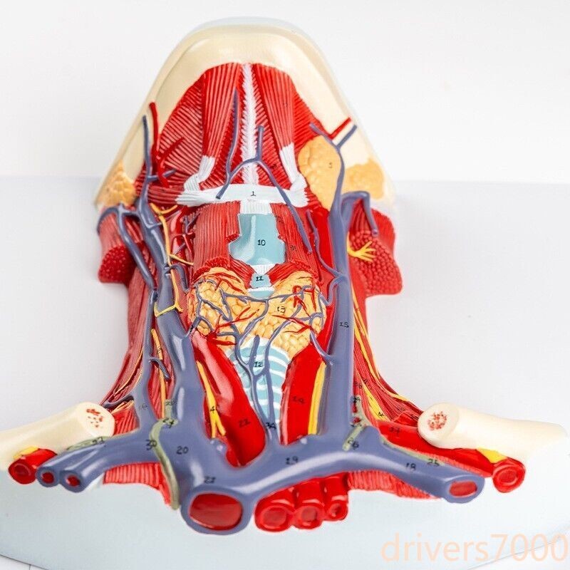 1:1 Anterior cervical muscle, neck muscle nerve, medical anatomical model