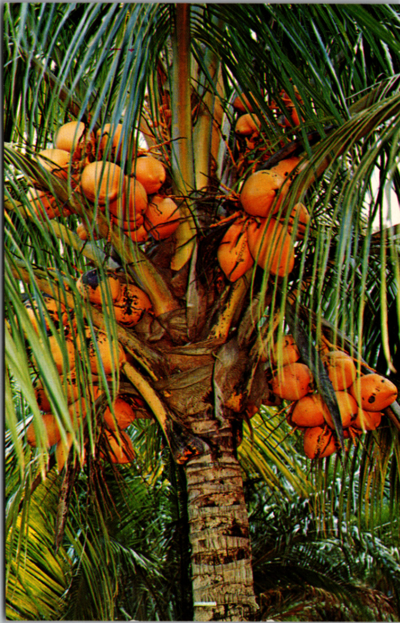 Vintage Florida Coconut Palm Trees Postcard - J. F. Capieotto Photo