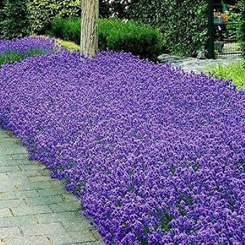 Italian Lavender Seeds | Heirloom / Non-GMO |  | Seed Store | 1139