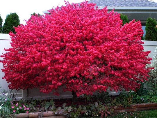 Dwarf Burning Bush plant 4\