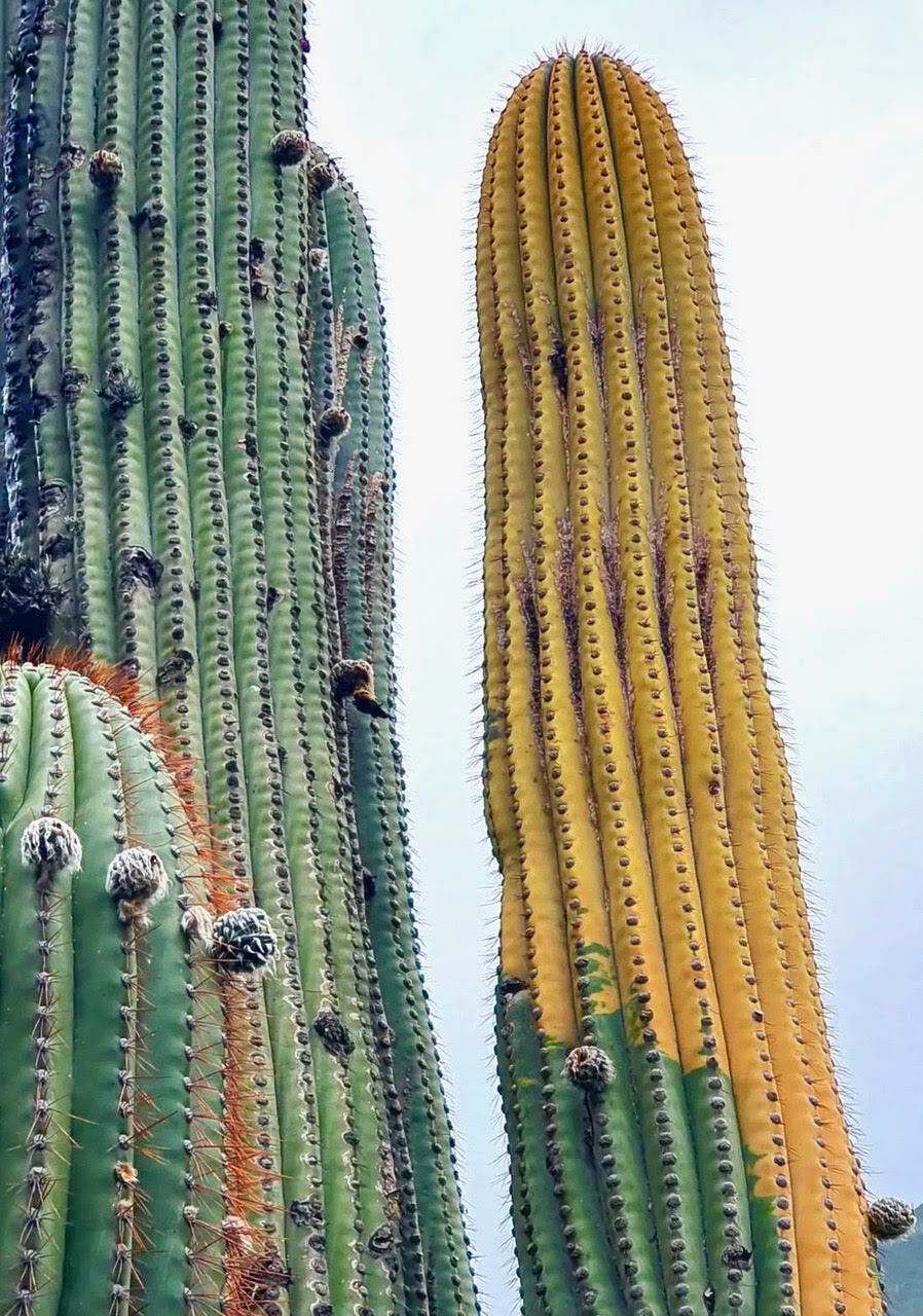 Cereus pasacana VARIEGATED (El Alisal, Salta, ARGEWNTINA) 10 seeds