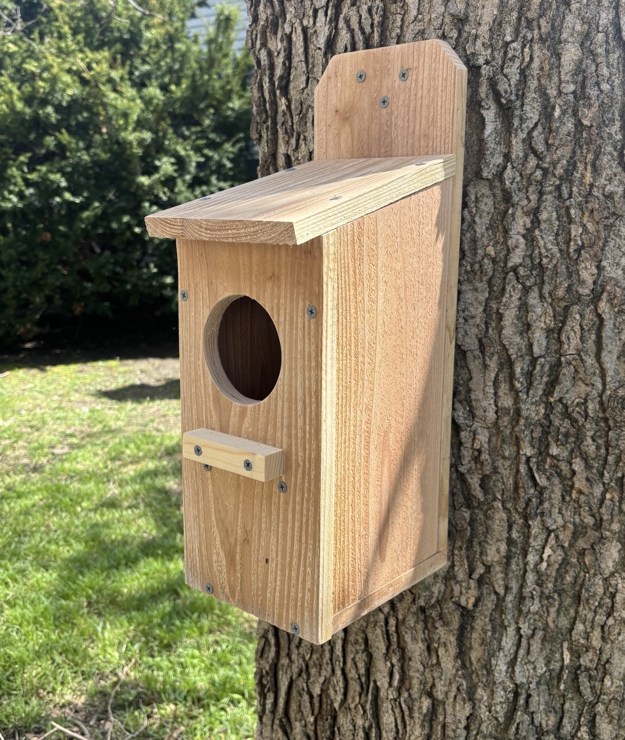 Large Cedar Owl Nesting Box House Screech Saw Whet Owl WITH PREDITOR GUARD