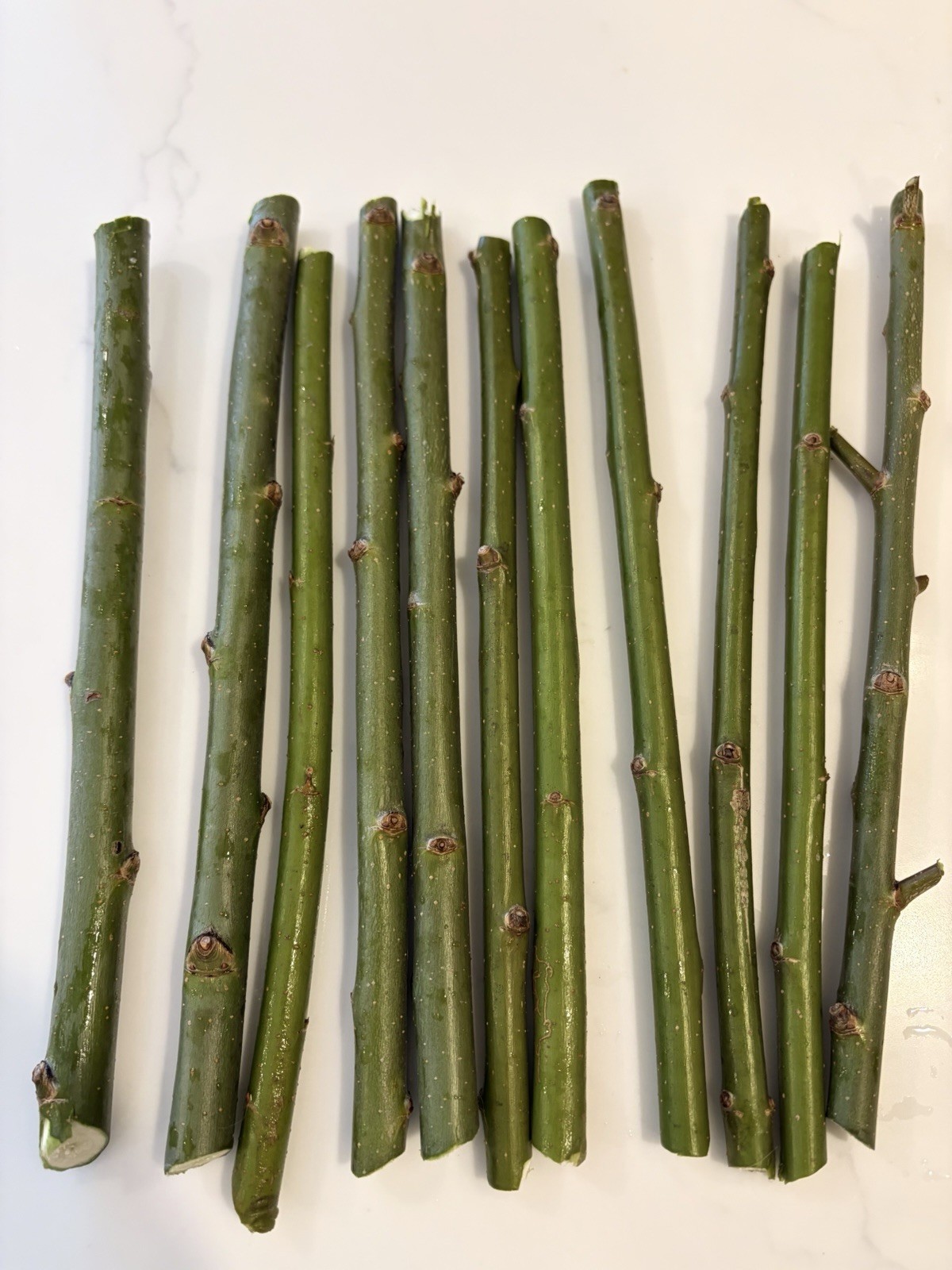 20 Austree Hybrid Willow Tree Cuttings Freshly Harvested After Order is Placed 20 Austree Hybrid Willow Tree Cuttings Freshly Harvested After Order is Placed