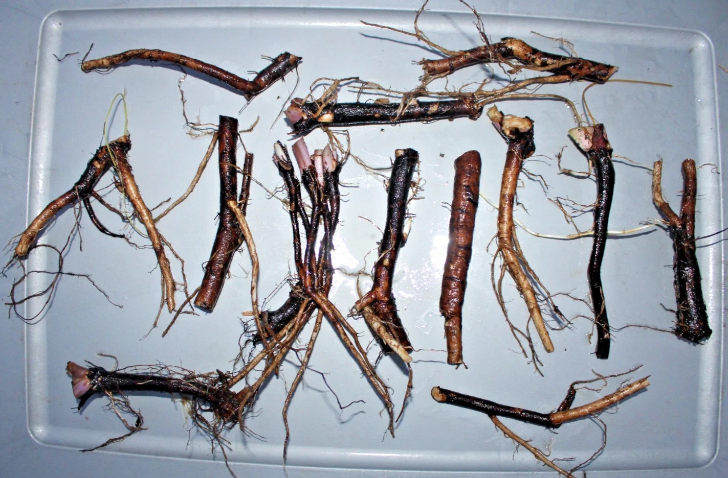 20 Pieces Fresh Harvest Russian Organic Comfrey Roots for Planting New Plants 20 Pieces Fresh Harvest Russian Organic Comfrey Roots for Planting New Plants