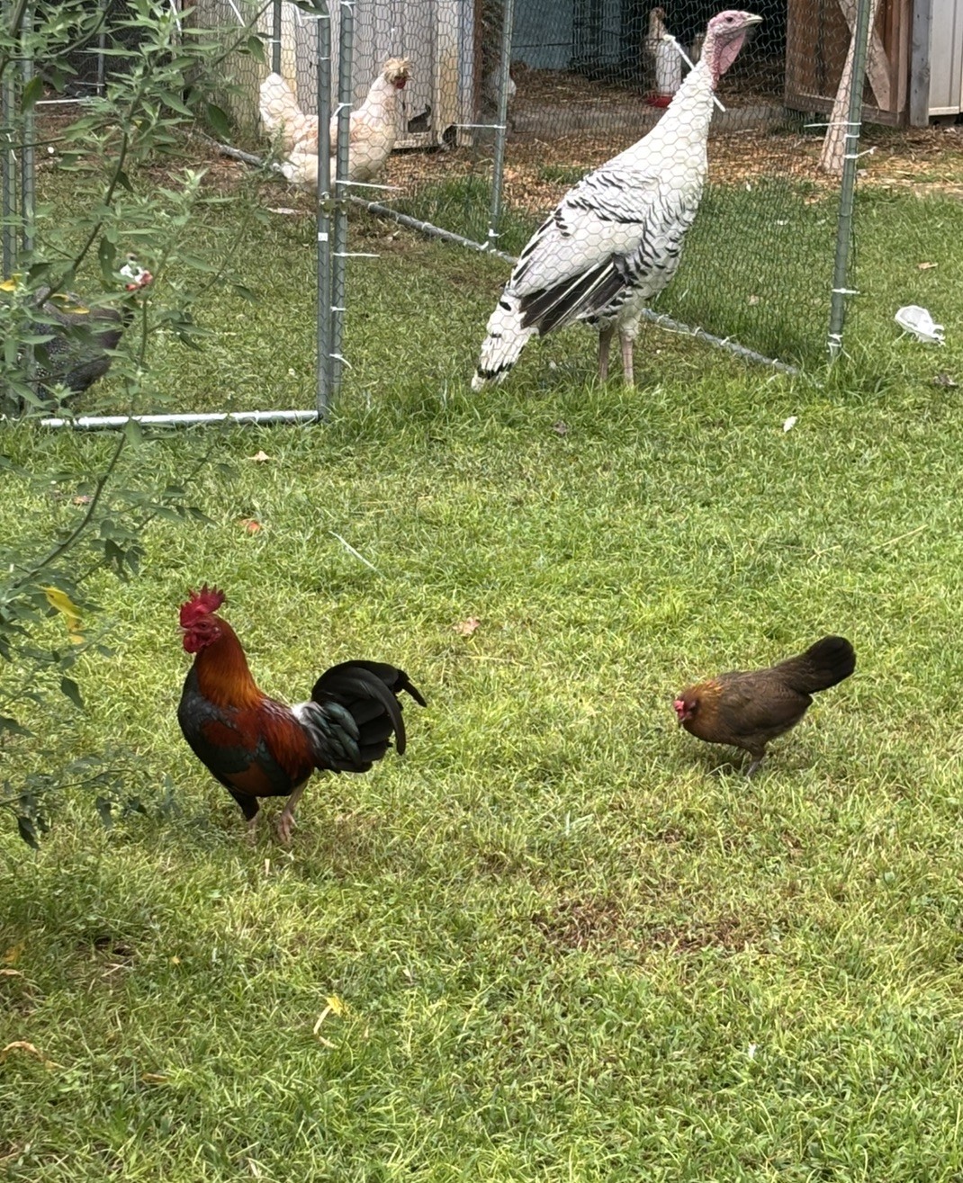Red Old English Bantams Hatching Eggs 12+