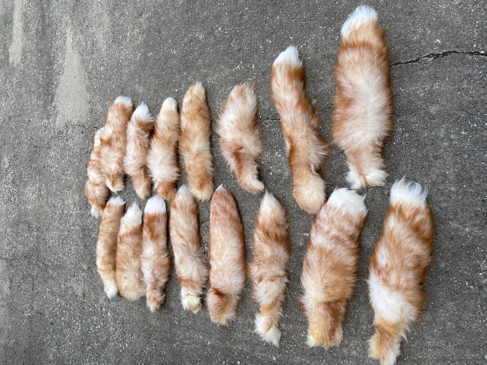 One ( 1 ) Beautiful, LARGE, Cinnamon Ranch RED FOX Tails, with key chain, differ