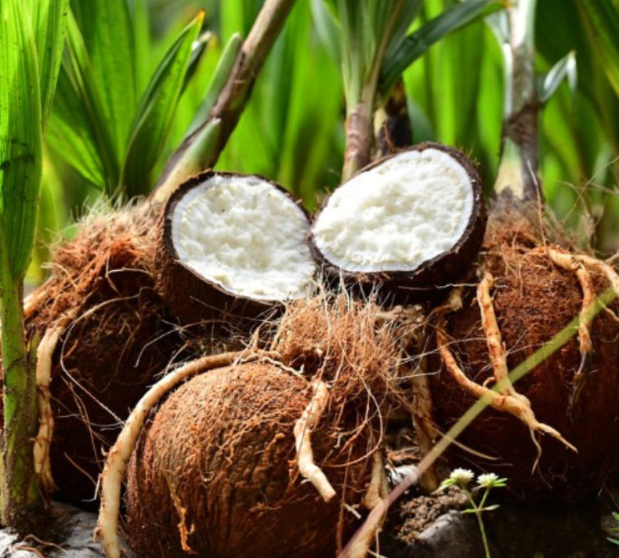 Live Sprouted Coconut Fruit - Germinated Coconut