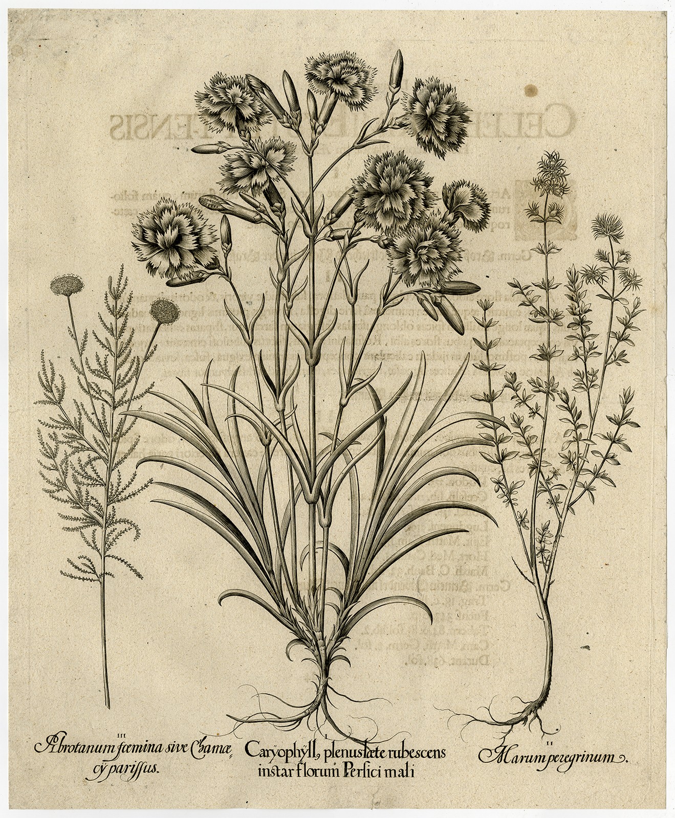Rare Antique Master Print-CARNATION-THYMUS-LAVENDER-Besler-Custos-1713