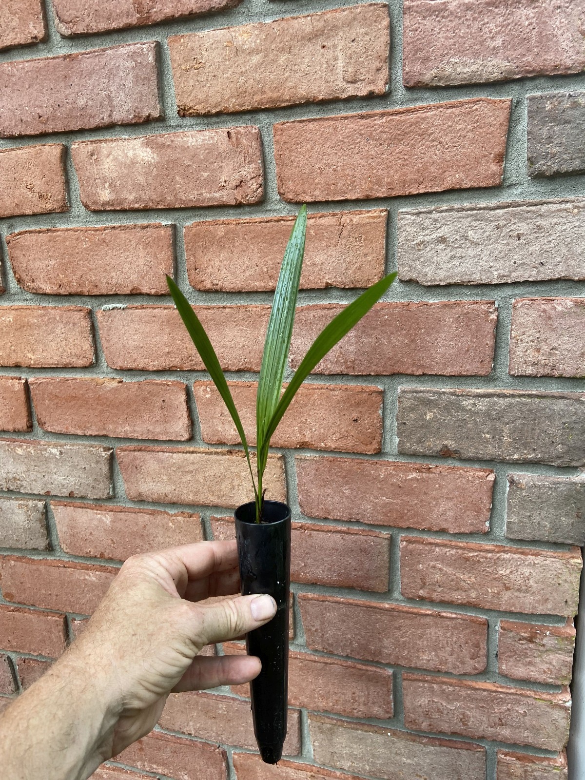 Butiagrus Seedlings - F1 Hybrid Mule Palms - Cold Hardy Butia x Syagrus Palms Butiagrus Seedlings - F1 Hybrid Mule Palms - Cold Hardy Butia x Syagrus Palms