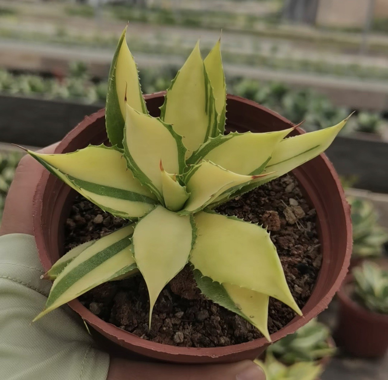 1pcs 7-10cm cactus Succulent Plant agave ovatifolia Home Garden Plants  Agave