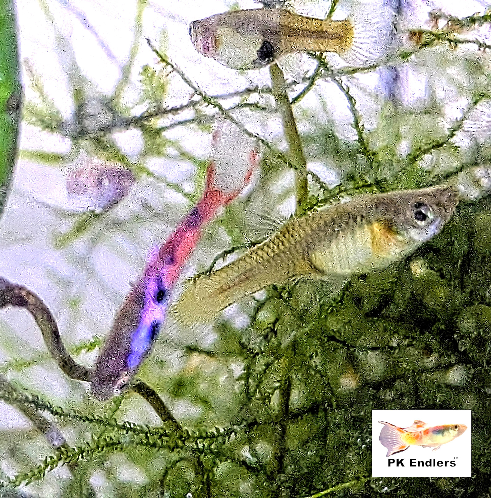 PK Endlers ROCKING PINK CHILI ENDLERS - CHOOSE OPTIONS