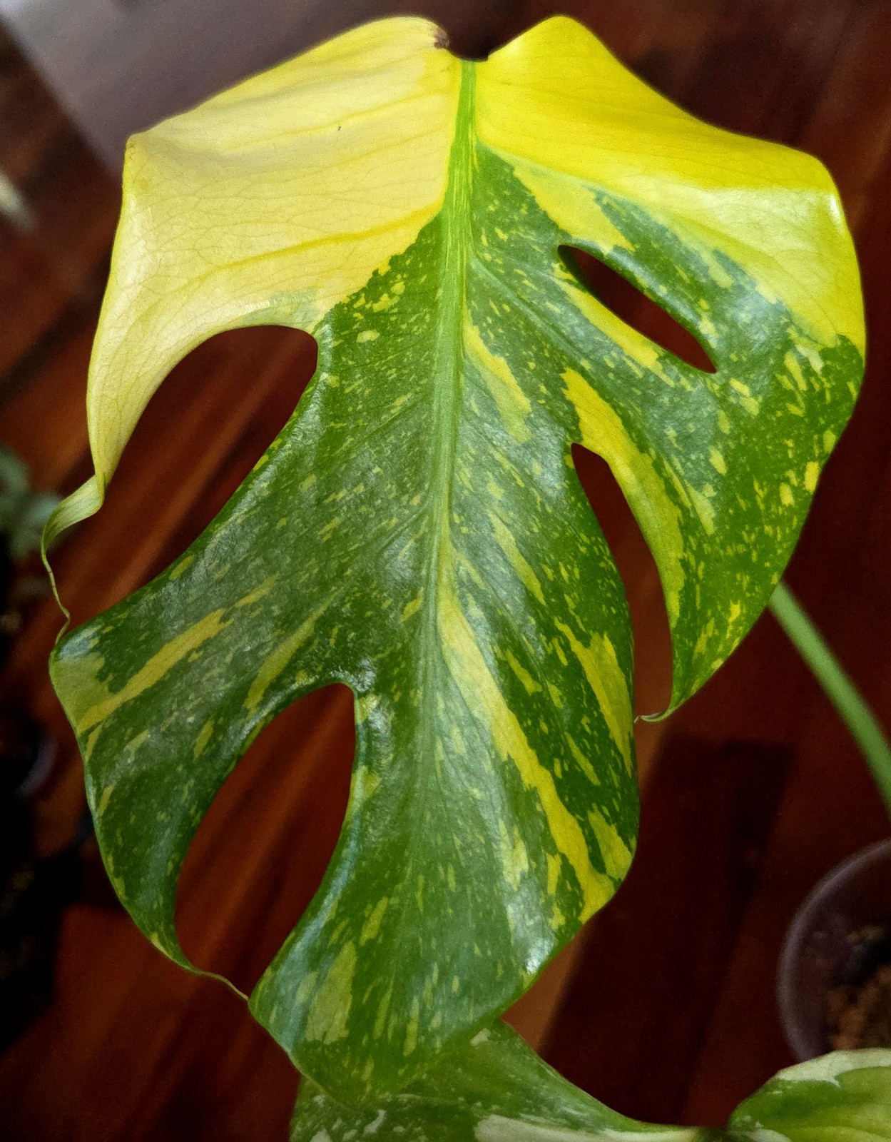 Rare Monstera Thai Electrolyte Golden Lion Tricolor 21\