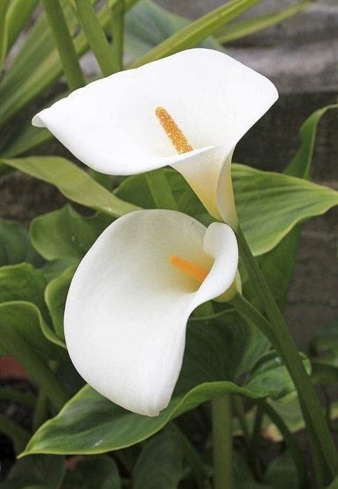 Imported Veriety Calla Lily flower bulb White, Pack of 2 flower bulbs