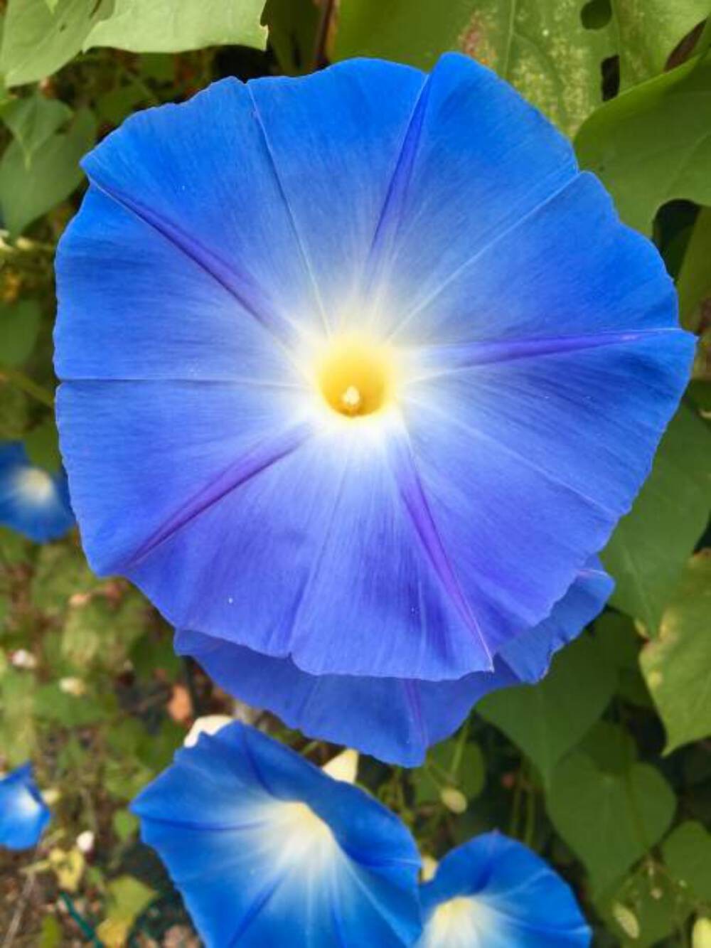 50 HEAVENLY BLUE MORNING GLORY SEEDS | SALE NON GMO 50 HEAVENLY BLUE MORNING GLORY SEEDS | SALE NON GMO