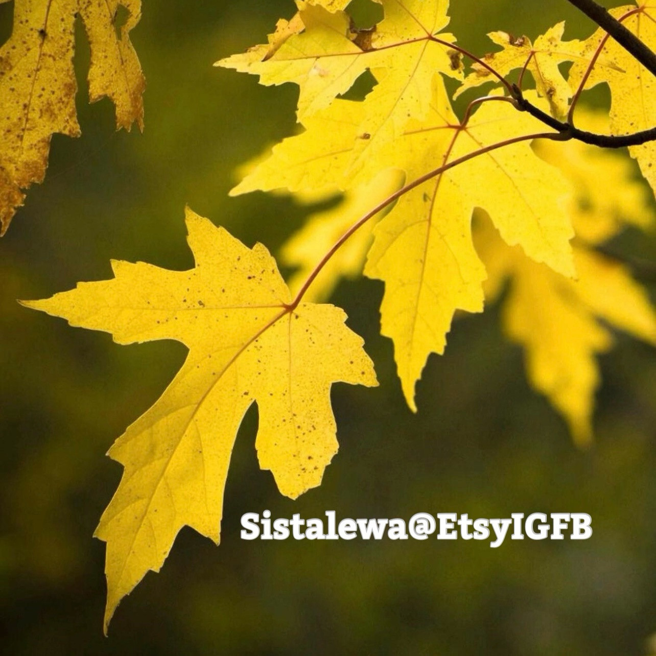 Yellow Maple Tree (7) X 7” Cuttings~Perennials