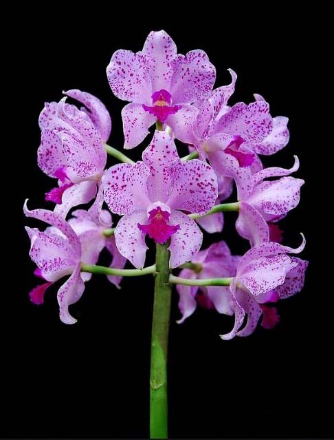 LOVELY PINK BRAZIL CATTLEYA ORCHID SPECIES amethystoglossa NBS plant 4\