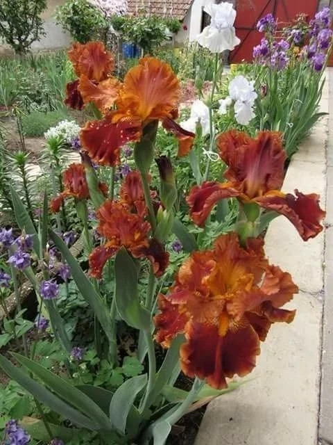 Imported Veriety Bearded Iris Flower Bulbs For planting Pack of 6 flower bulbs