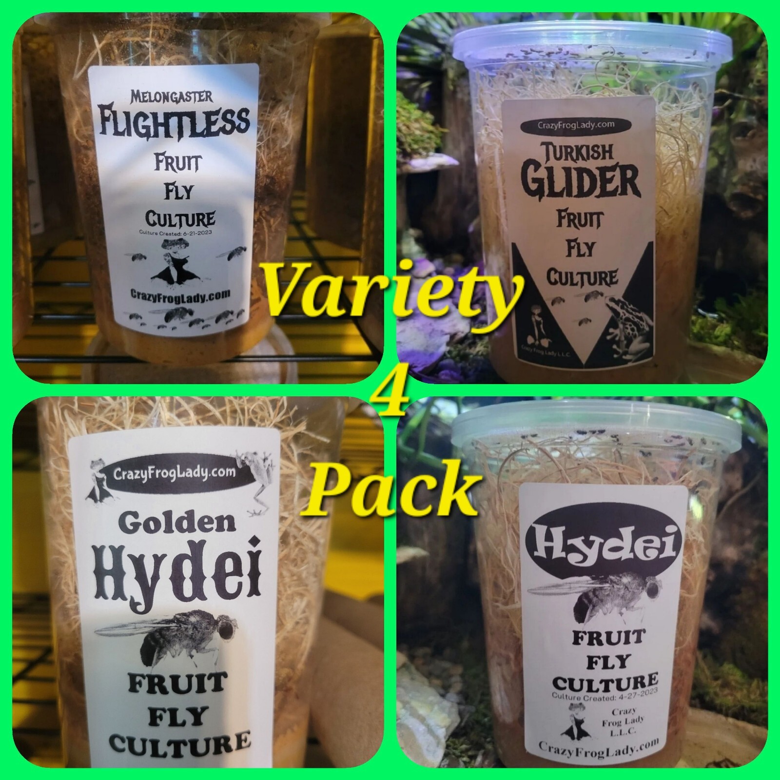 Fruit Fly Culture 4Pack Variety Live Flightless Turkish Gliders Golden and Hydei