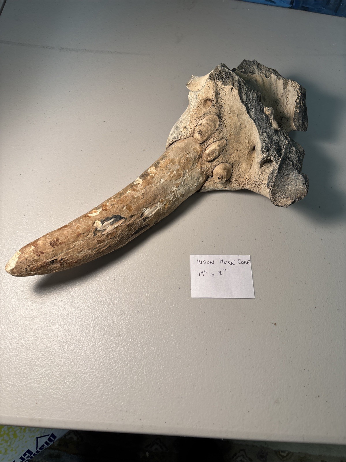 ICE Age Bison Horn Cone 17” Rare