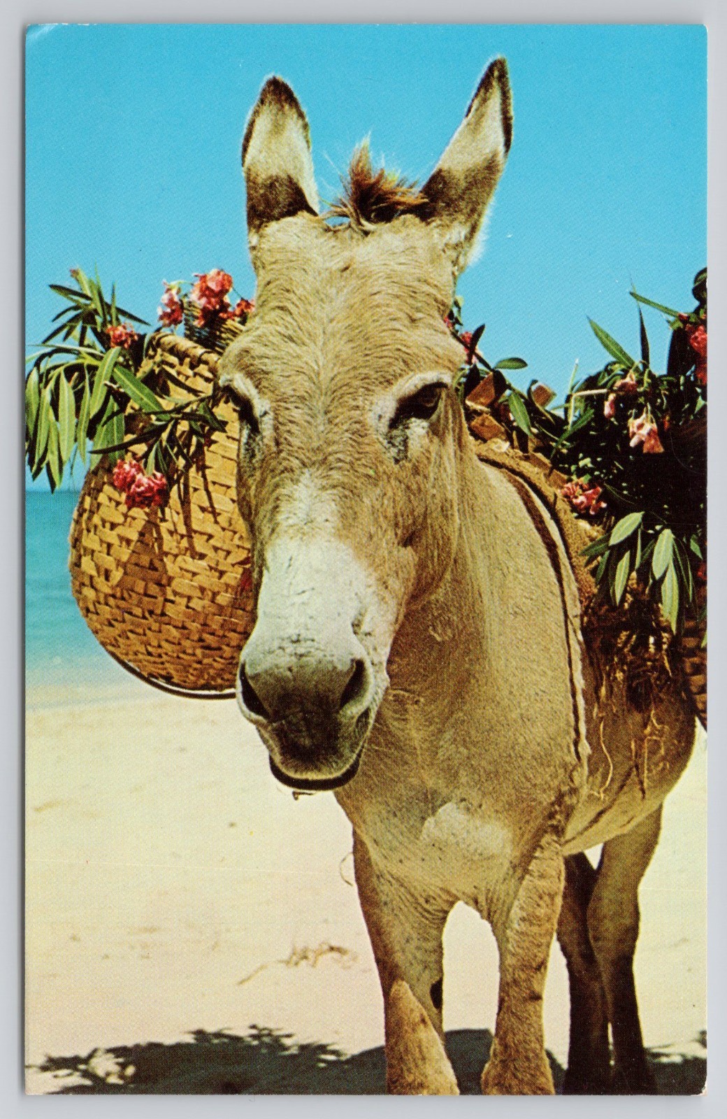 Vintage Postcard Charlie The Donkey Floor Shows Beach Jamaica West Indies WI