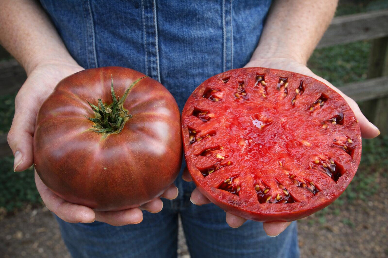 100 Heirloom Purple Cherokee Tomato Seeds - NonGMO  Indeterminate