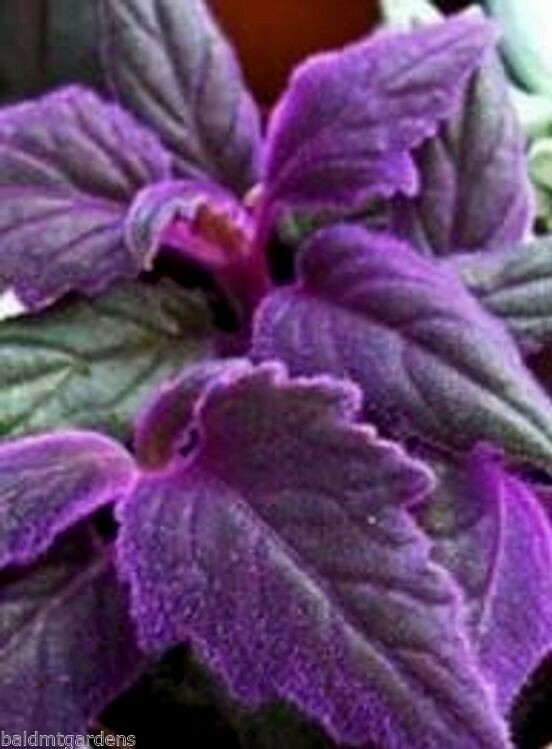 RARE  Purple Passion plant (Gynura Aurantiaca) purple velvet LIVE plant 🪴 💜