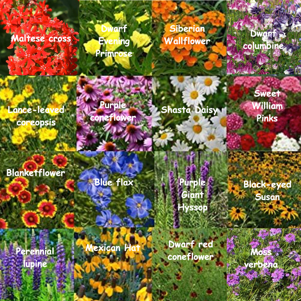 Bulk Wildflower Seed Mix - 187,500 Seeds, All Perennial, Covers 1000 SQFT Bulk Wildflower Seed Mix - 187,500 Seeds, All Perennial, Covers 1000 SQFT