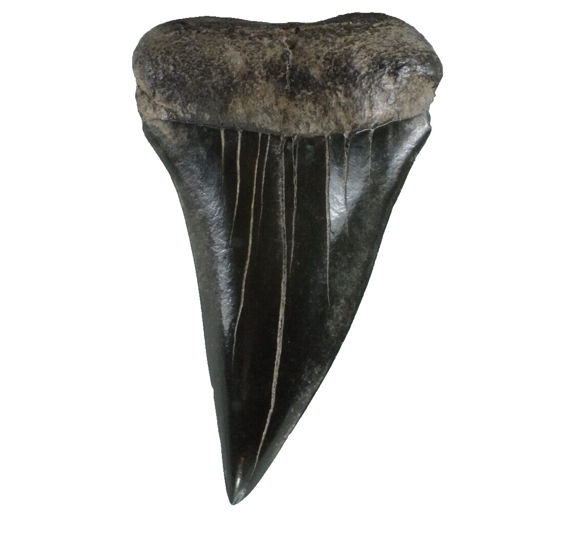Fossil  Mako Shark Tooth Isurus hastalis  St Mary\'s River. Georgia USA EA9449