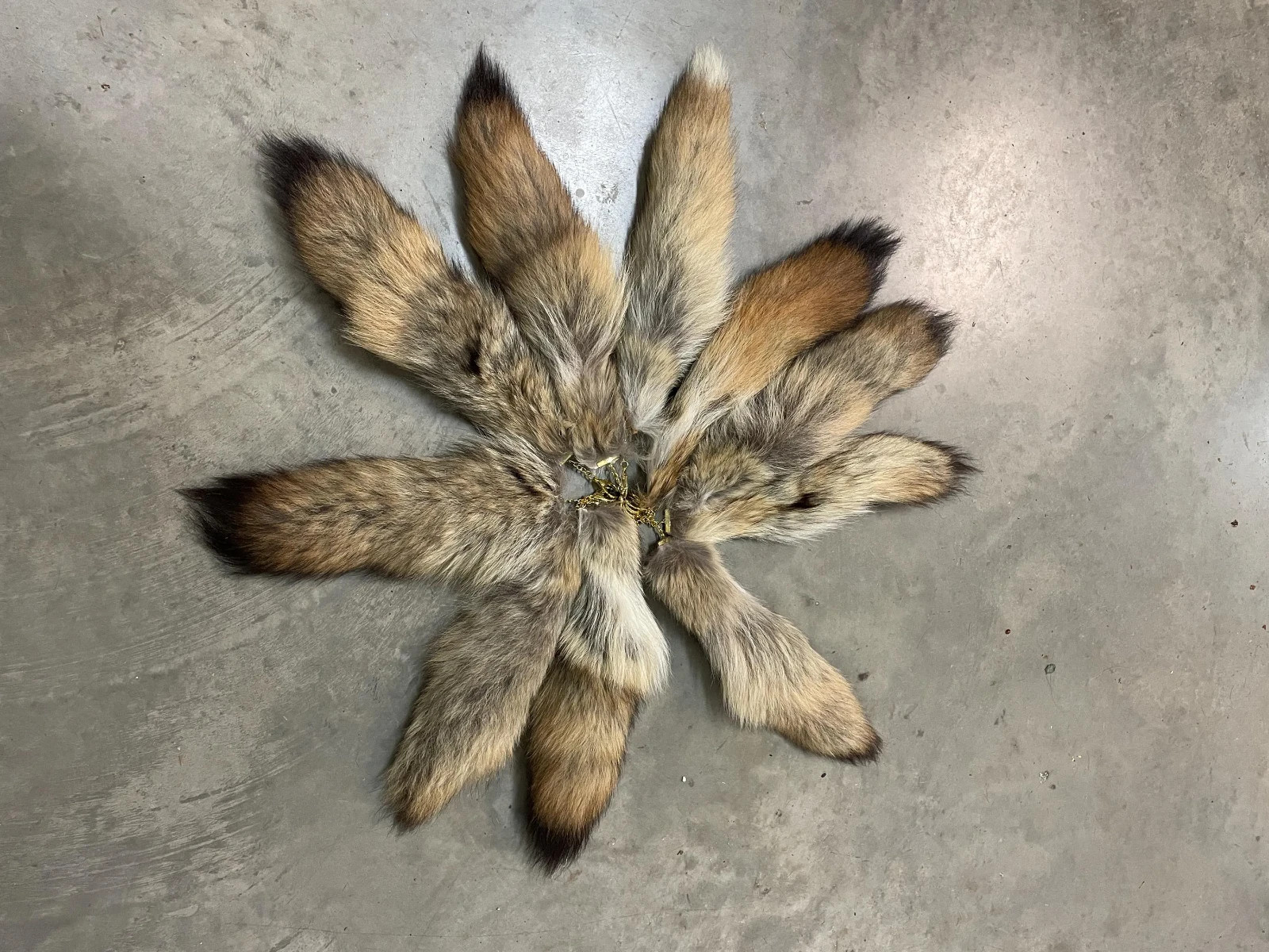 One ( 1 ) Beautiful, LARGE, COYOTE tail -Tails, with key chain ( Canis latrans One ( 1 ) Beautiful, LARGE, COYOTE tail -Tails, with key chain ( Canis latrans