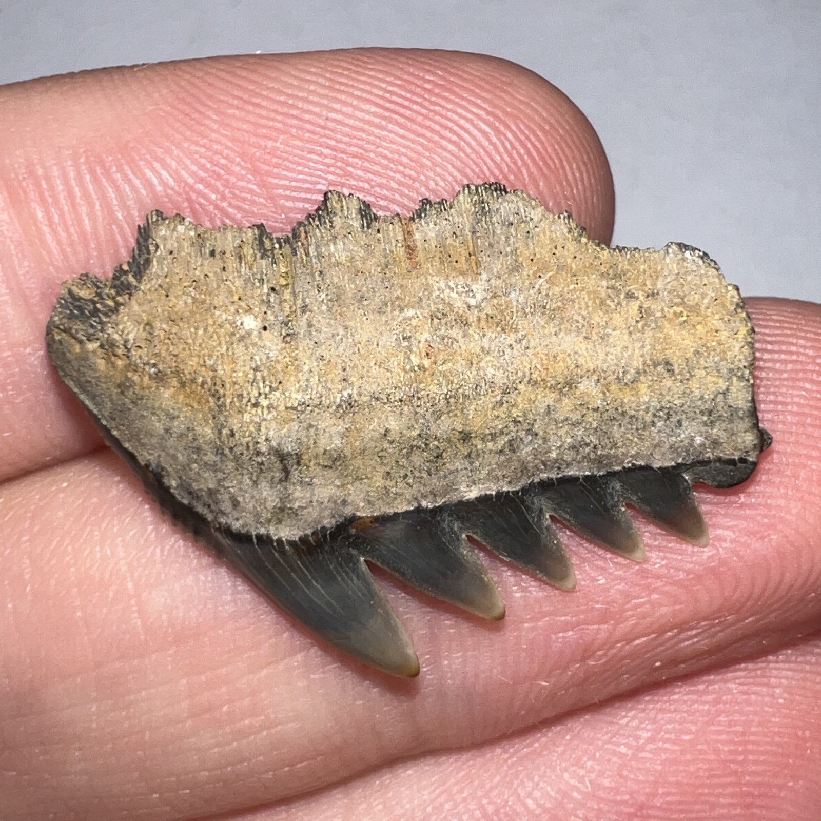Large Rare SEVENGILL COW SHARK Fossil Shark Tooth Megalodon Era 1.11 Inches