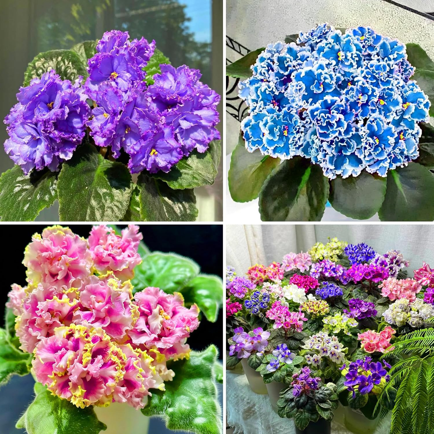 African Violet Flower Seeds for Planting, 300pcs African Violet Perennial Flower