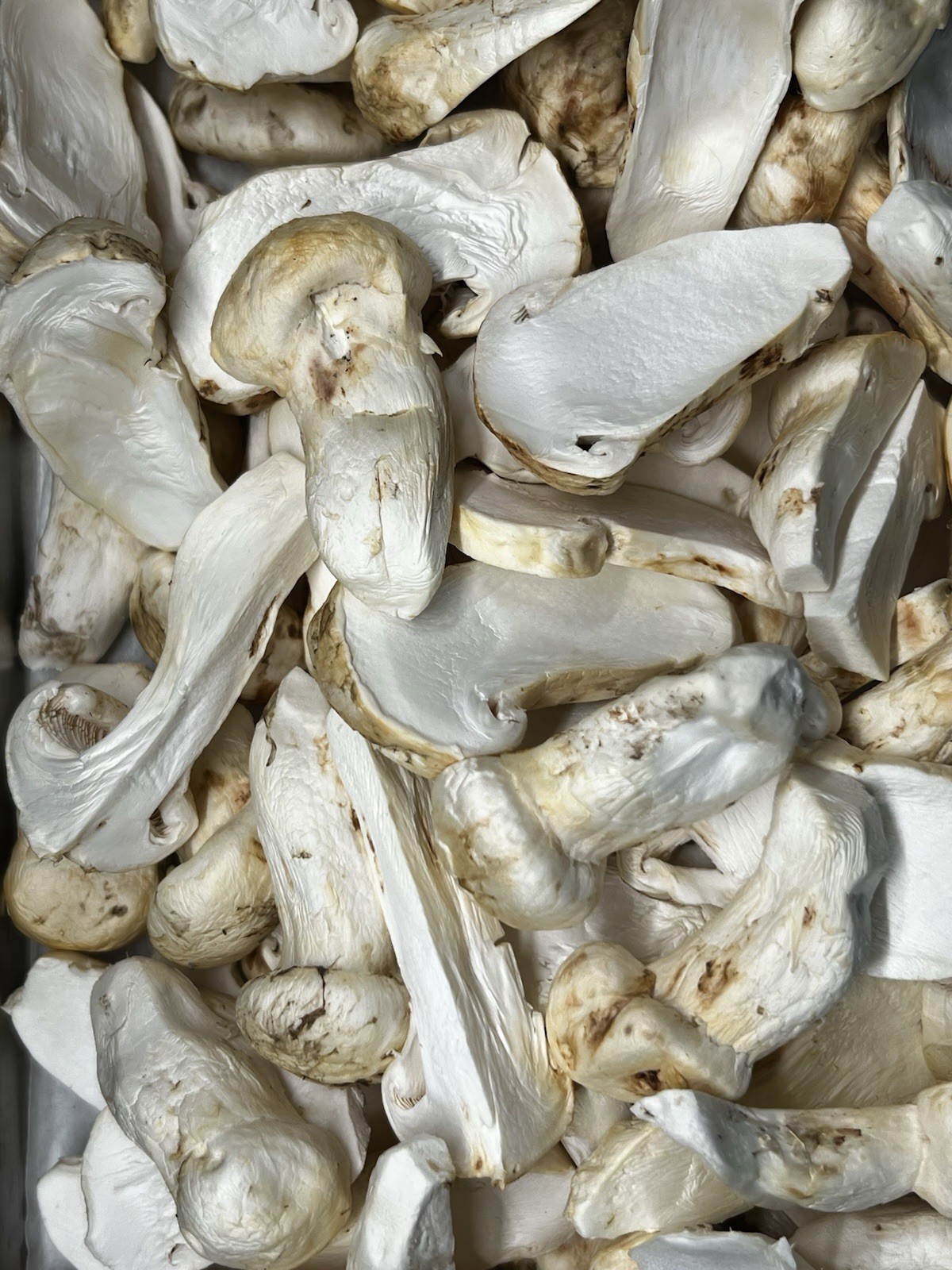 Premium Freeze Dried Matsutake Mushrooms Premium Freeze Dried Matsutake Mushrooms