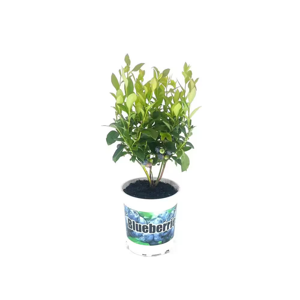 2.5 Qt. Patriot Blueberry Live Plant with Large, Firm and Sweet Berries 1 Each