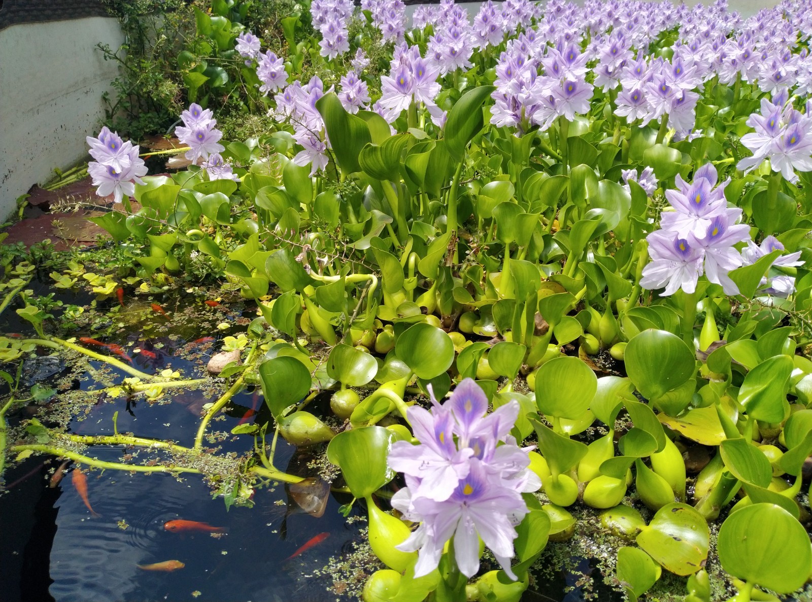 5 Live Water Hyacinth Plants, Purple Flowers, Floating Aquatic Plants for Ponds 