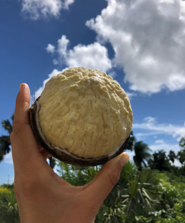 Live Sprouted Coconut Fruit - Cotton Candy Texture - No Ship to CA