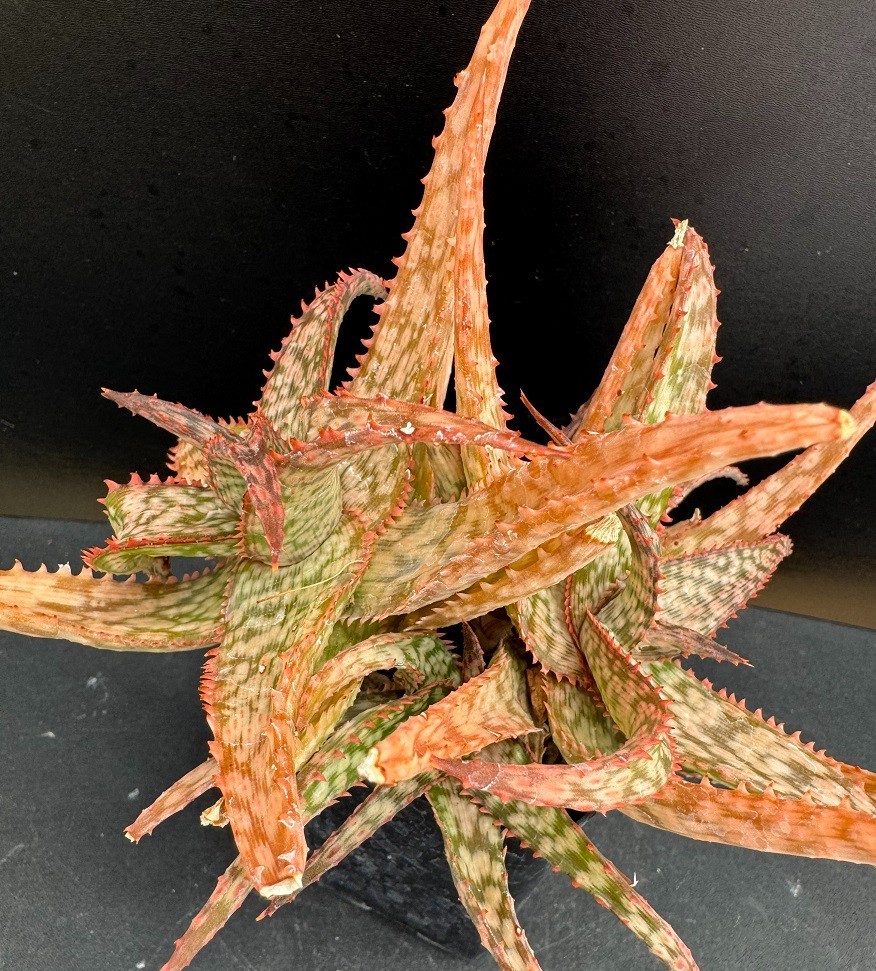 Aloe cv. 'Sunset' HYBRID CLUSTER - Rare Succulent Well Rooted Plant - 2