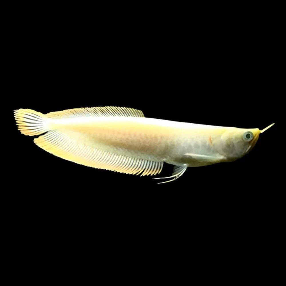Albino Yellow Banana Arowana 3.5-4.5 ” – Exotic Live Freshwater Aquarium Fish fo