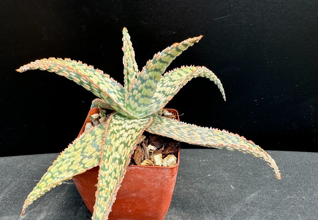Aloe cv. \'Bright Ember\' HYBRID - Rare Succulent Well Rooted Plant - 2\