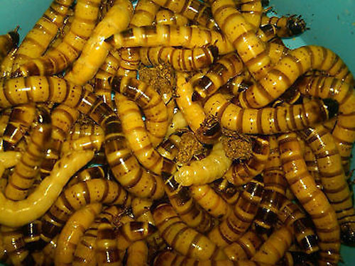 1000 Live Large Superworms - Reptile Food 1000 Live Large Superworms - Reptile Food