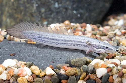 2-Pack Senegal Bichir (Polypterus senegalus) – 2–2.5” Tank-Raised Live Fish
