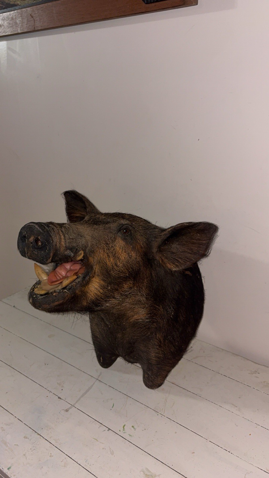 Vintage 1980s Boar Hog Mount Authentic Very Rare,Great Condition Beautiful Decor Vintage 1980s Boar Hog Mount Authentic Very Rare,Great Condition Beautiful Decor
