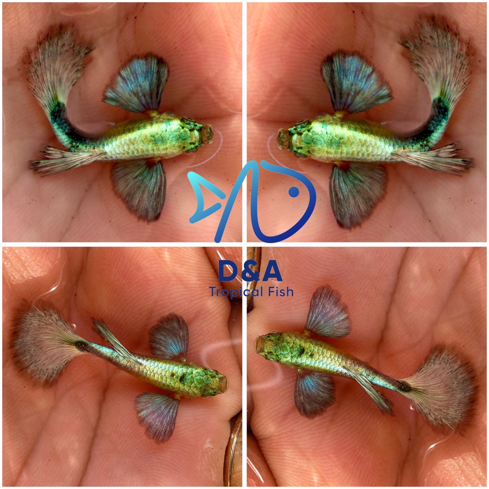 Premium Live Green Dumbo Guppy Fish – 1 Trio – High Grade – USA Seller