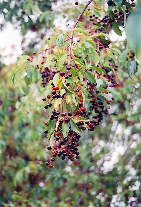 Black Cherry Trees(2) 10-14 Black Cherry Trees(2) 10-14